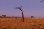 Boab tree - Australia L097 (sizes: 400x600; 600x900; 900x1350mm)