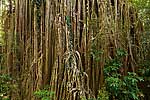 Curtain Fig - Australia L109 (sizes: 400x600; 600x900; 900x1350mm)