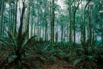 Misty forest - Australia L032 (sizes: 600x900; 900x1350mm)