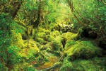 Creek of rainforest - Australia L033 (sizes: 600x900; 900x1350mm)