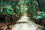 Amongst the rainforest - Australia L036 (sizes: 600x900; 900x1350mm)