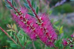 Bottlebrush - Australia L579 (sizes: 600x900; 900x1350mm)