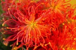Grevillea - Australia L588 (sizes: 600x900; 900x1350mm)